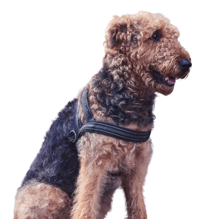 Airedale Terrier