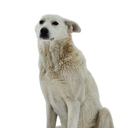 Akbash