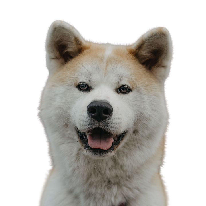 Akita