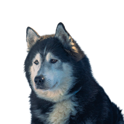 Alaskan Klee Kai