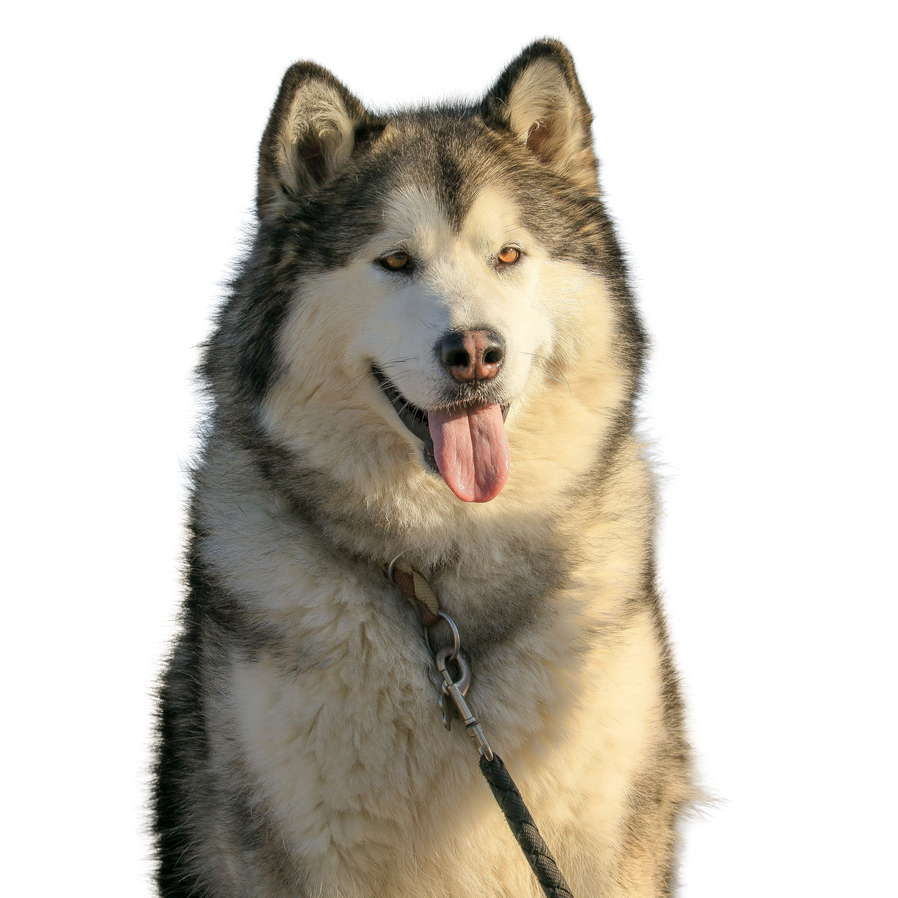 Alaskan Malamute