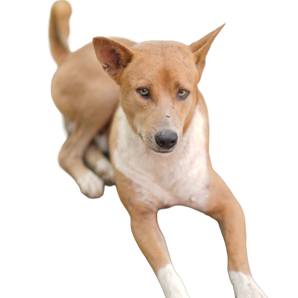 Basenji