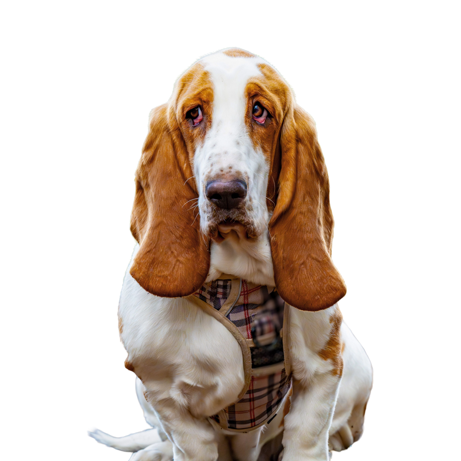 Basset Hound