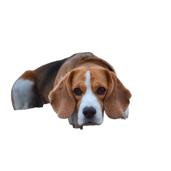 Beagle