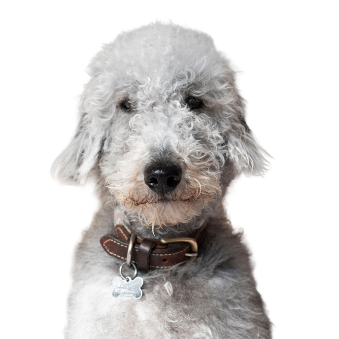 Bedlington Terrier