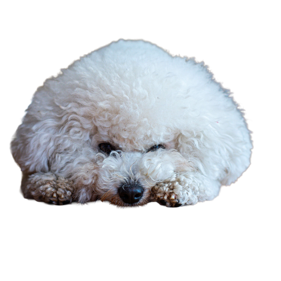 Bichon Frise
