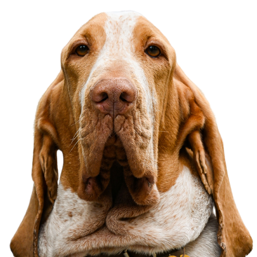 Bloodhound
