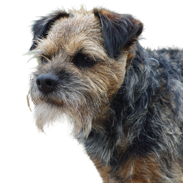 Border Terrier