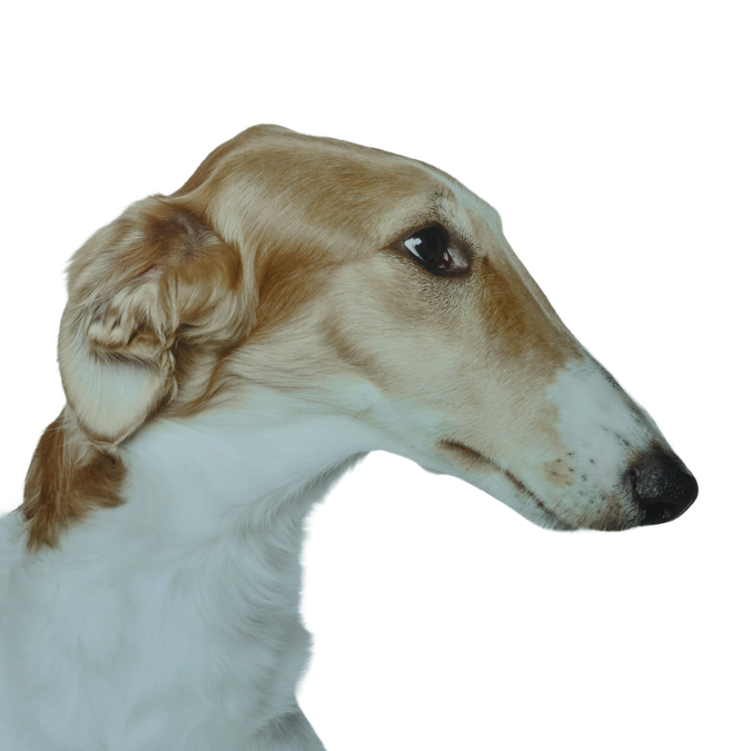 Borzoj