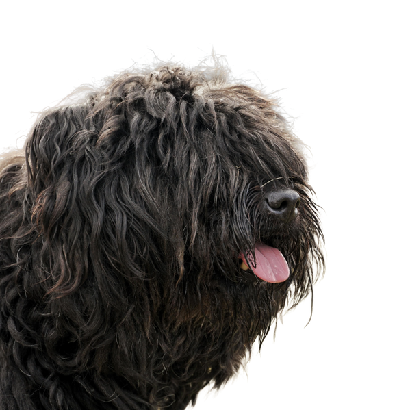 Bouvier des Flandres