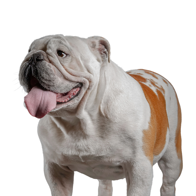 Buldog Angielski