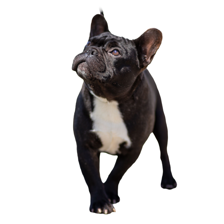 Buldog Francuski