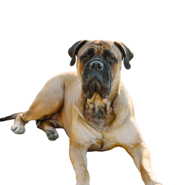 Bullmastiff