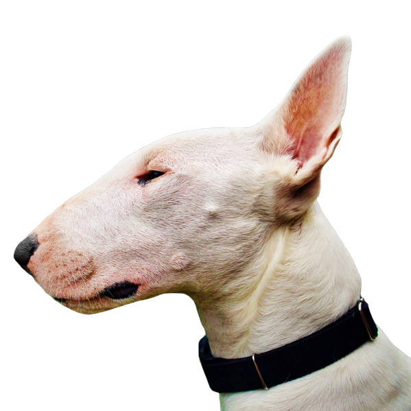 Bulterier
