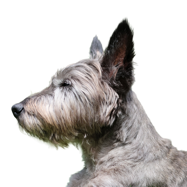 Cairn Terrier