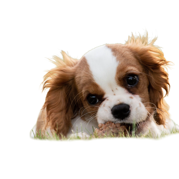 Cavalier King Charles Spaniel