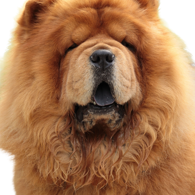 Chow Chow