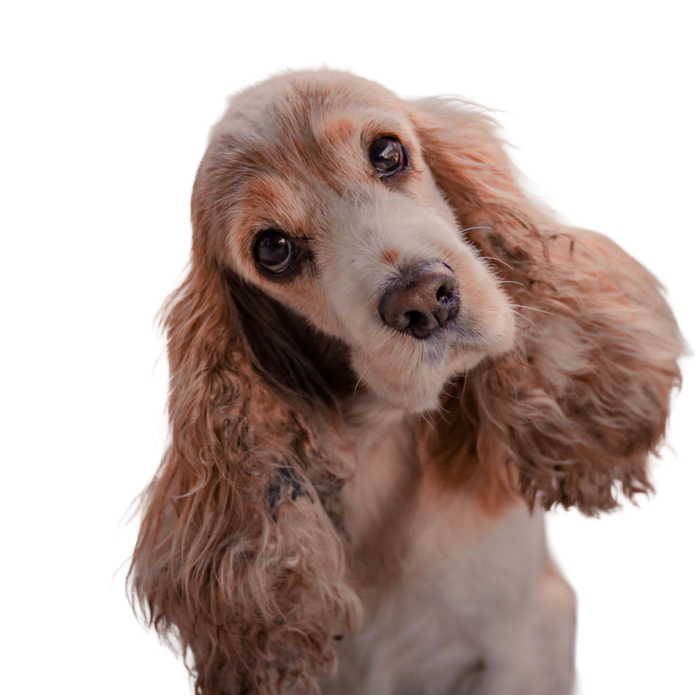 Cocker Spaniel Amerykański