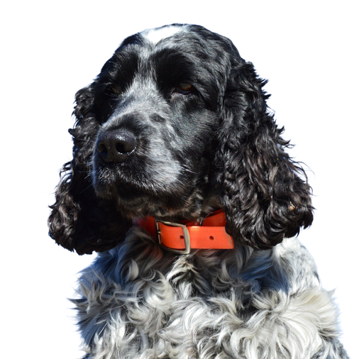 Cocker Spaniel Angielski
