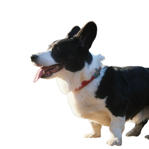 Corgi Cardigan