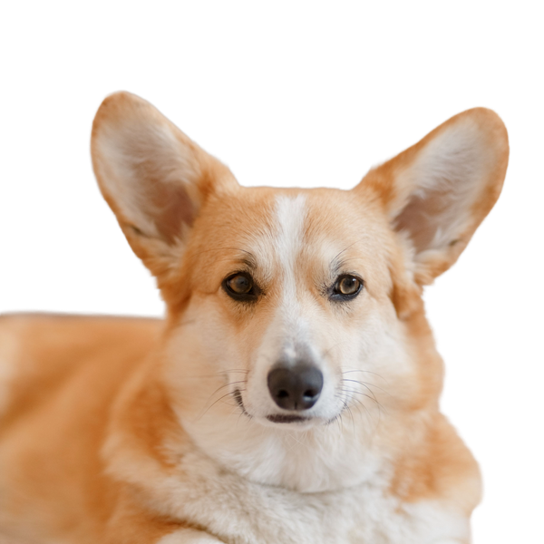 Corgi Pembroke