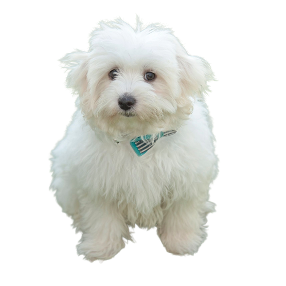 Coton de Tulear
