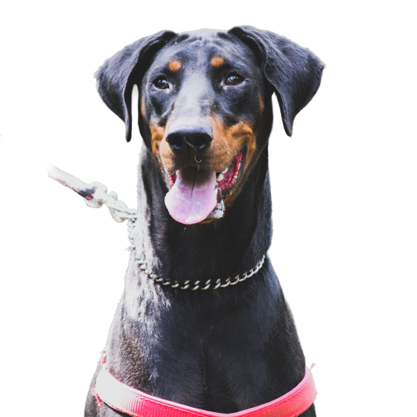 Doberman