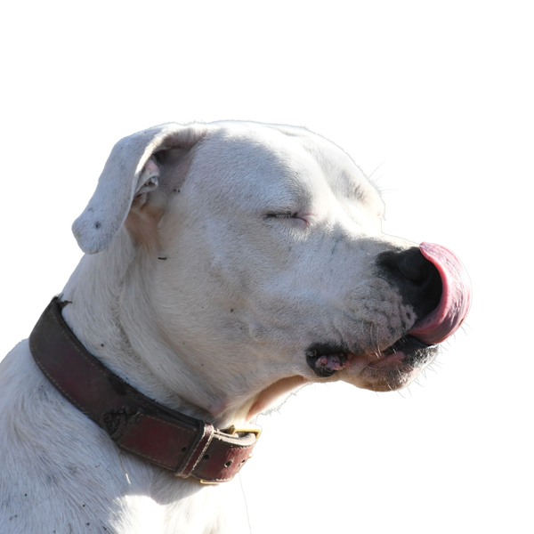 Dog Argentyński