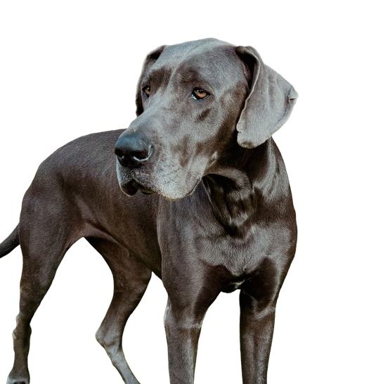 Dog Niemiecki
