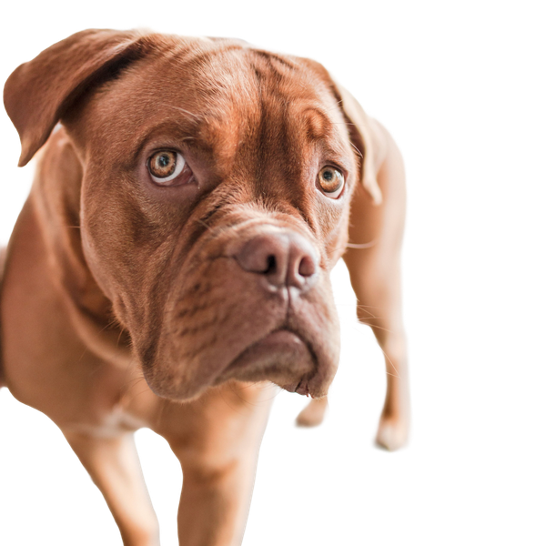 Dogue de Bordeaux