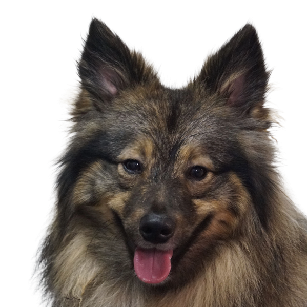 Eurasier