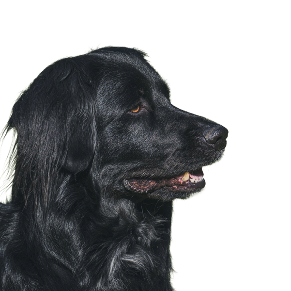 Flat Coated Retriever