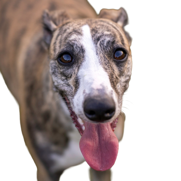 Greyhound