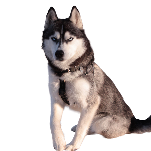 Husky Syberyjski