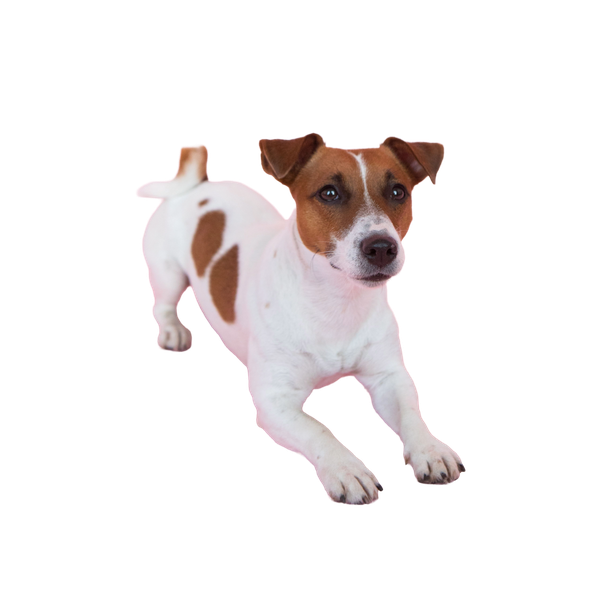 Jack Russell Terrier