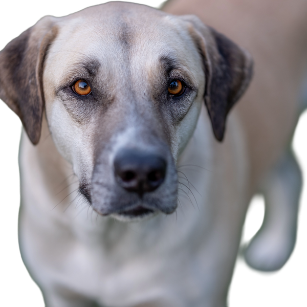 Kangal