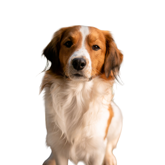 Kooikerhondje