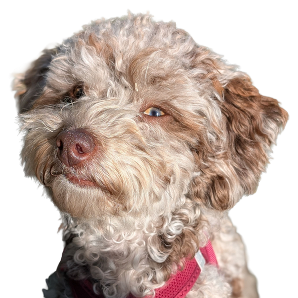 Lagotto Romagnolo