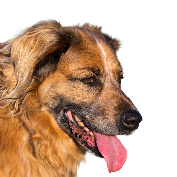 Leonberger