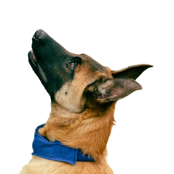Owczarek Belgijski Malinois