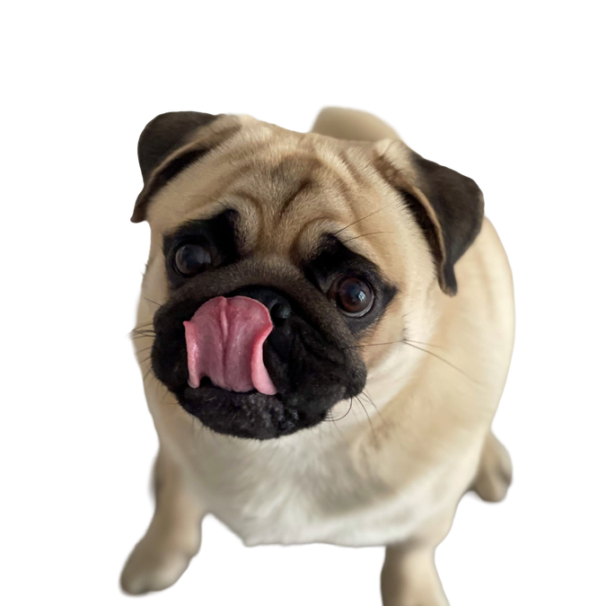 Mops