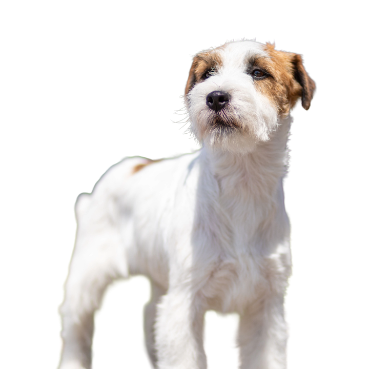 Parson Russell Terrier