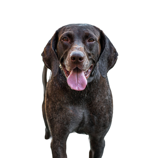 Pointer