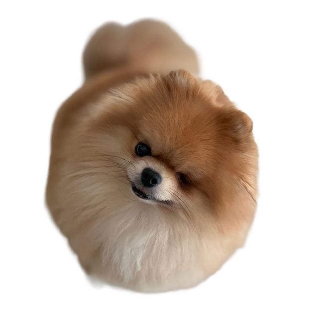 Szpic Miniaturowy (Pomeranian)