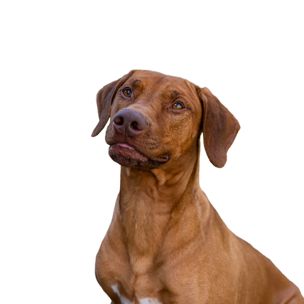 Rhodesian Ridgeback