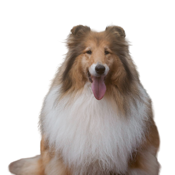 Rough Collie