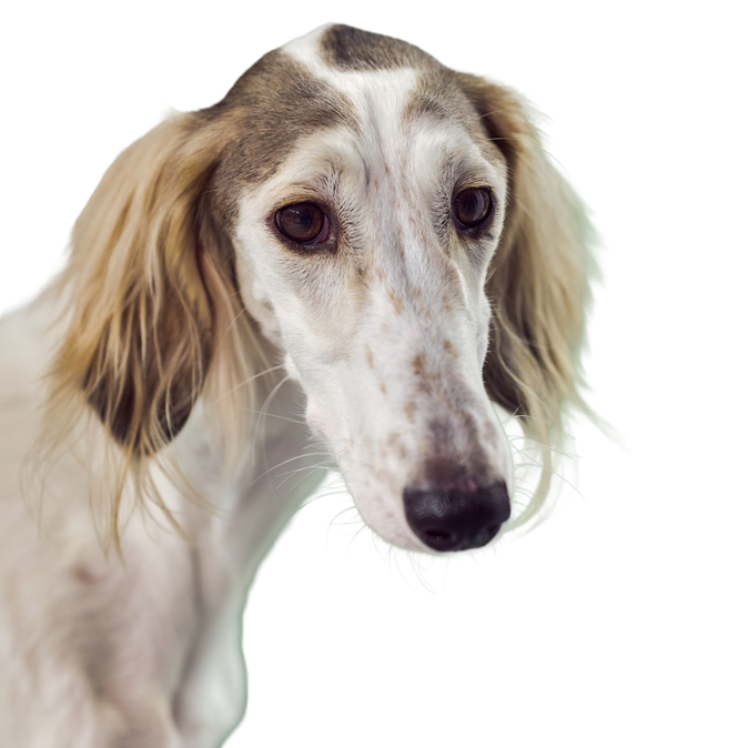 Saluki