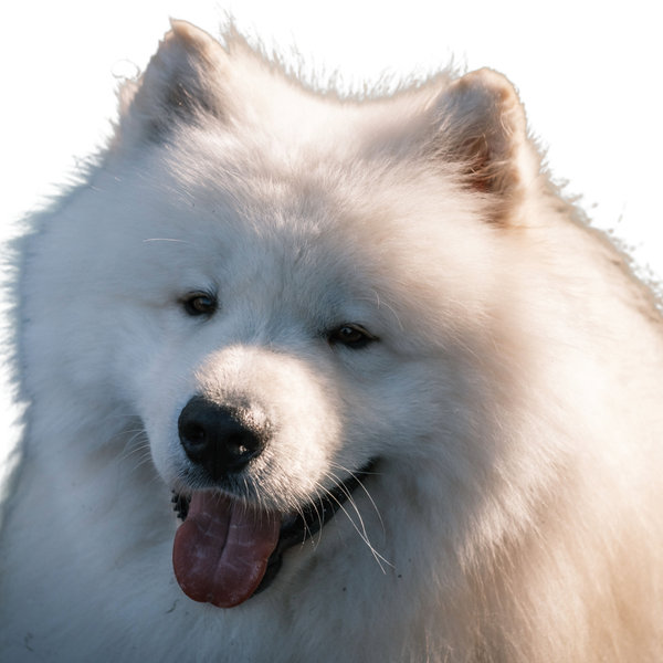 Samoyed