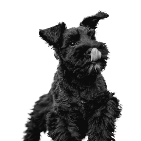 Schnauzer Olbrzymi