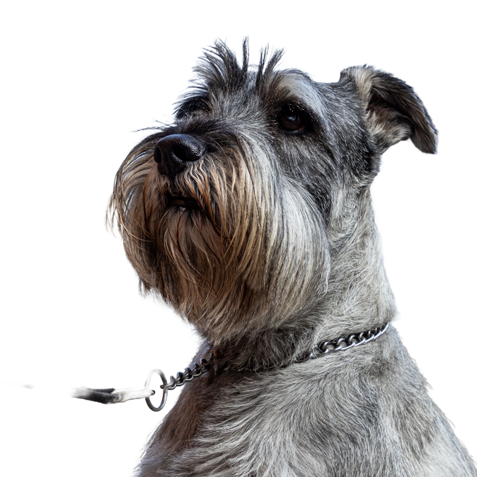 Schnauzer Średni